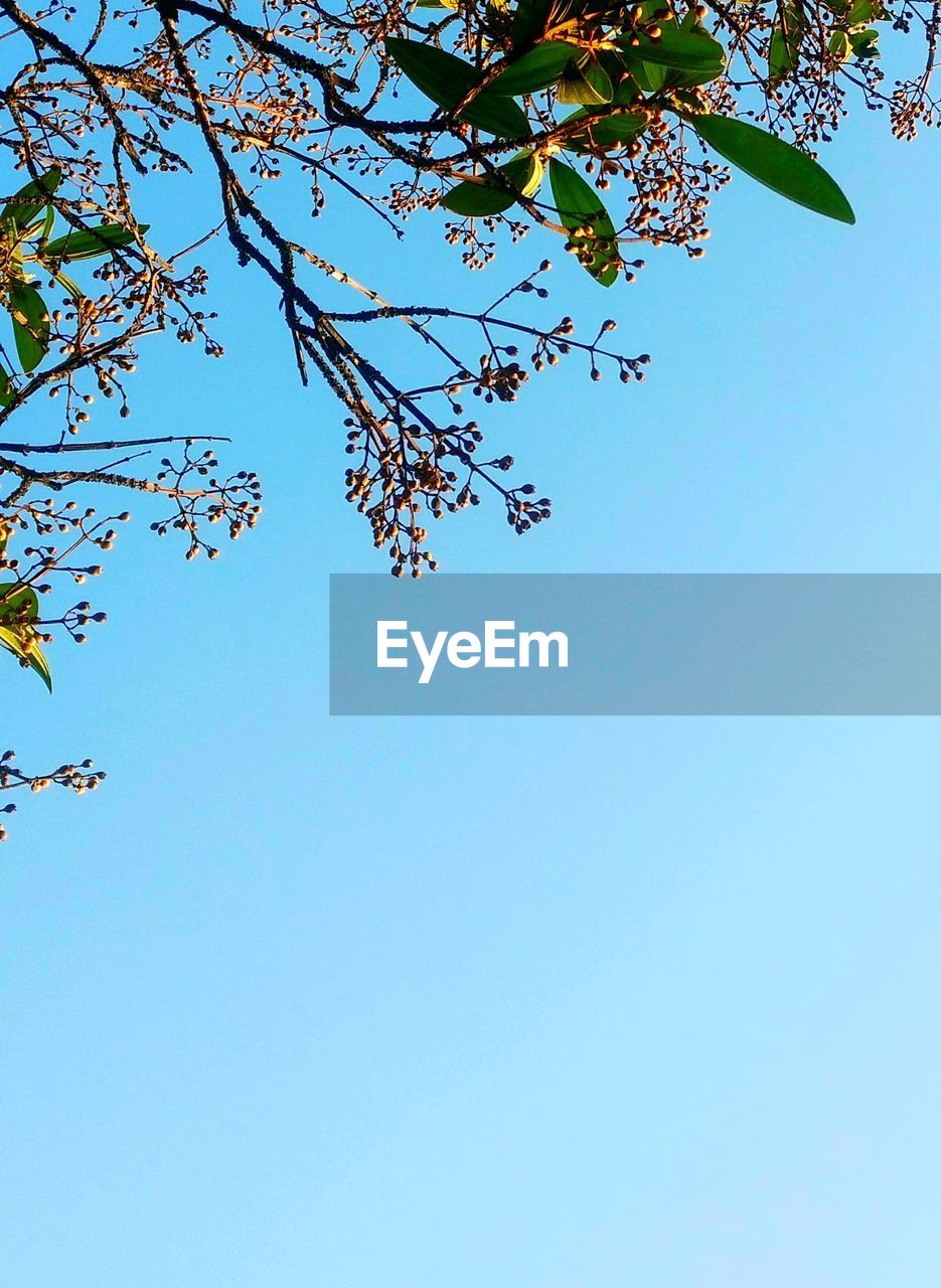 Low angle view of flower tree against clear blue sky