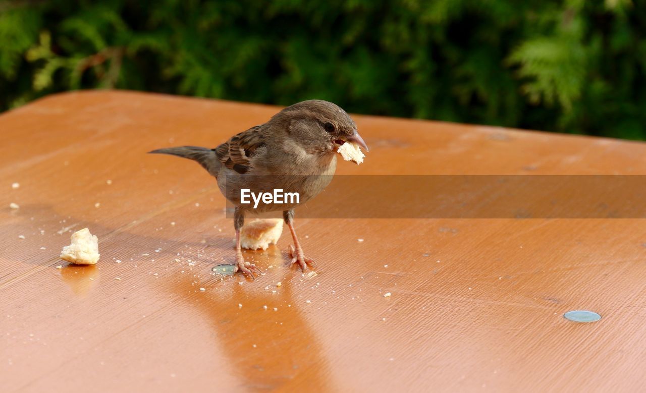 High angle view of sparrow with food on table