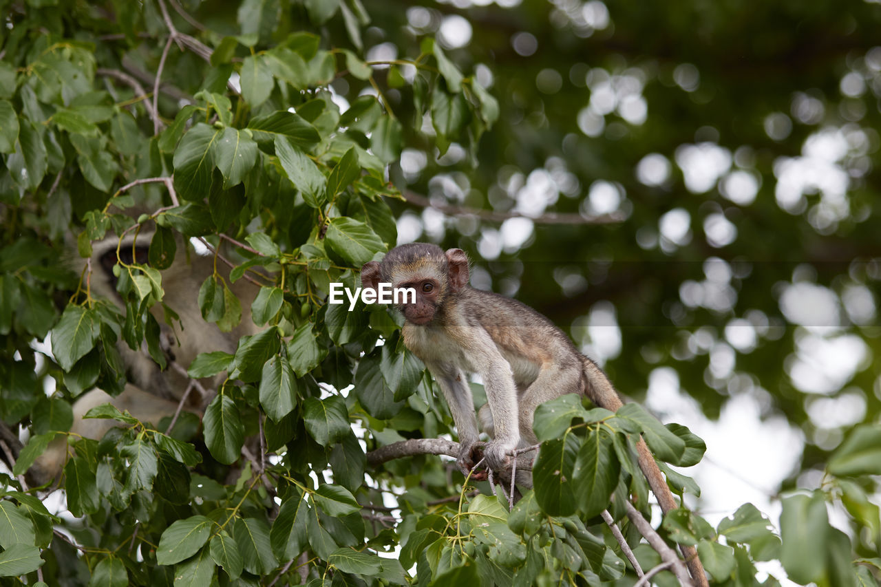 Vervet monkey sitting in a tree