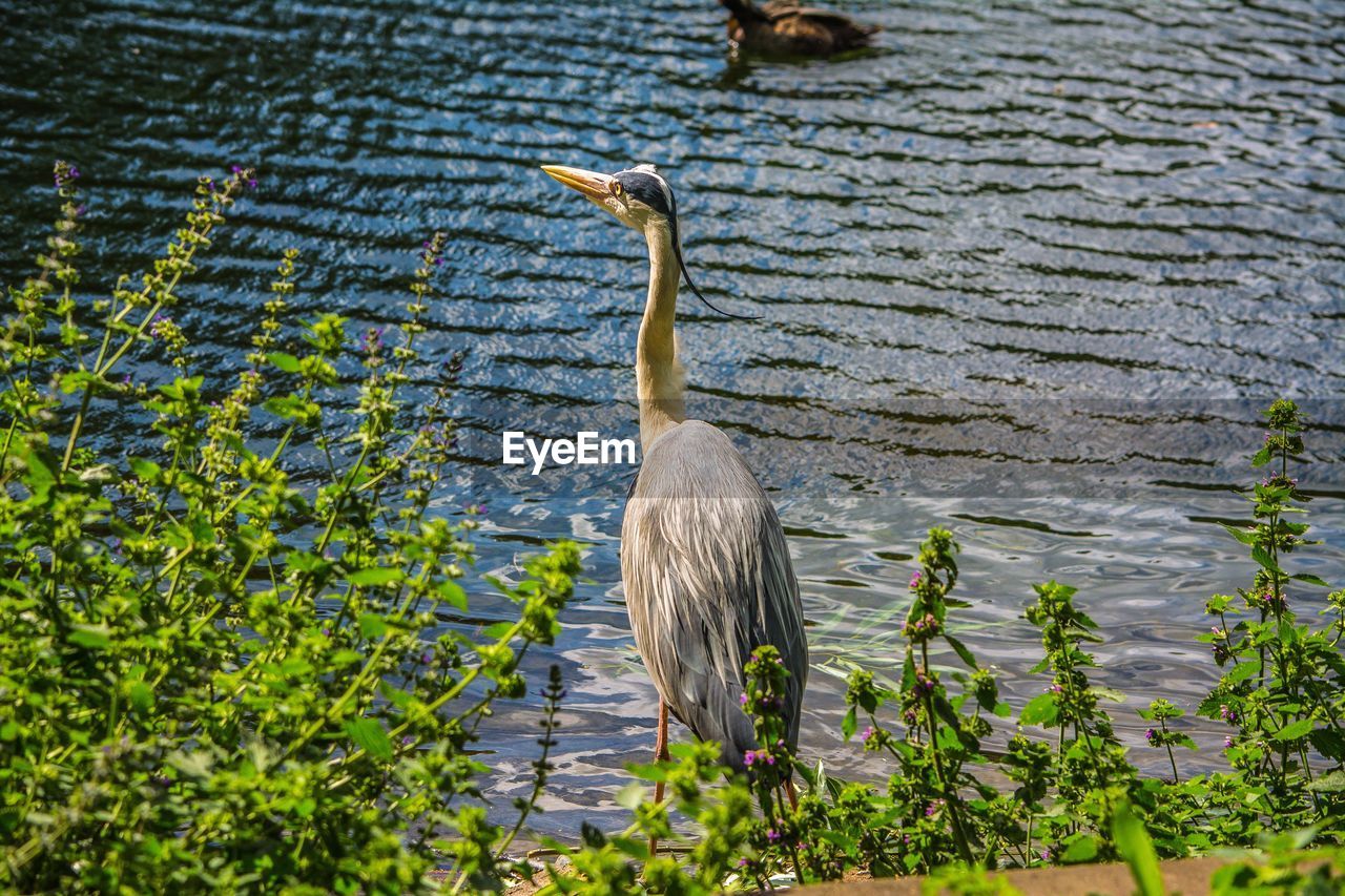 GRAY HERON ON LAKE