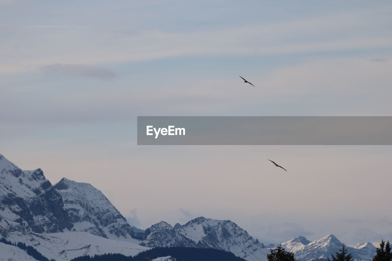 BIRDS FLYING OVER MOUNTAINS AGAINST SKY