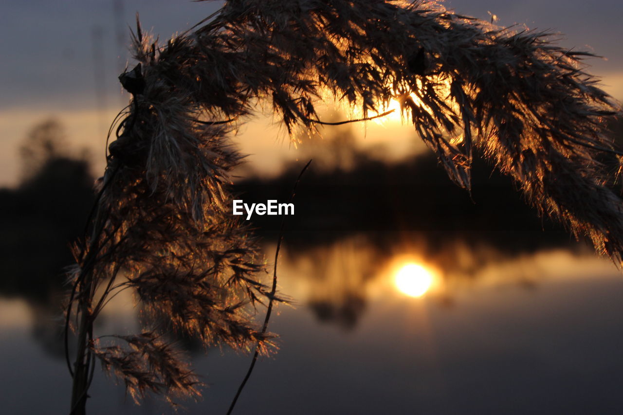 Close-up of plant by lake during sunset