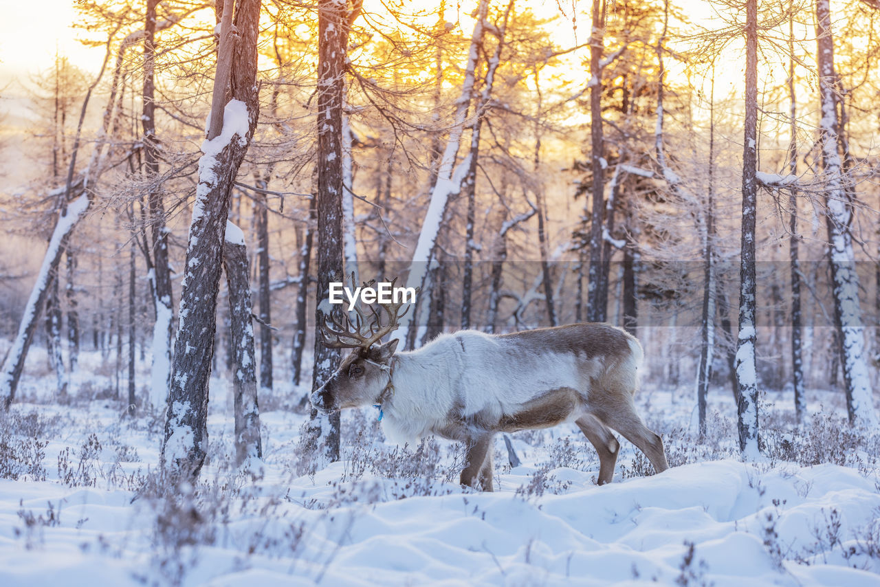 deer standing on snow covered landscape