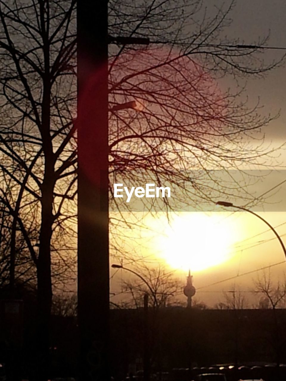 SILHOUETTE OF TREES AT SUNSET