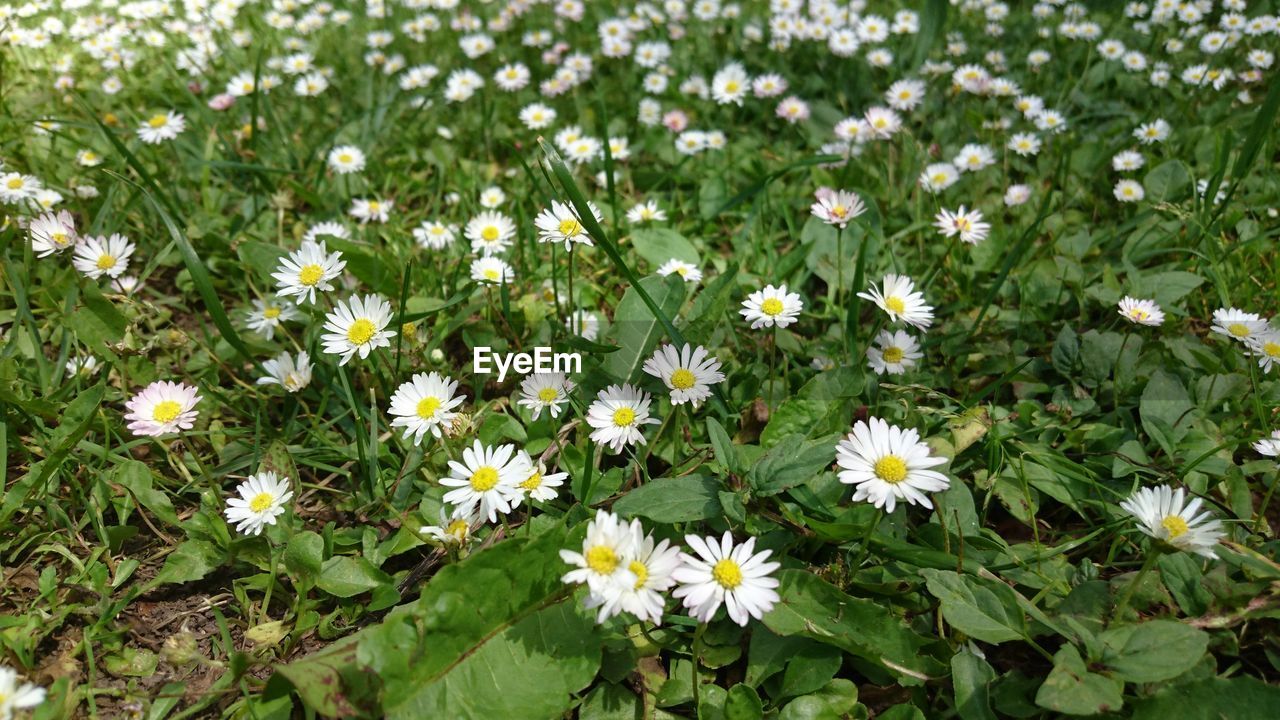 High angle view of white daisies on sunny day