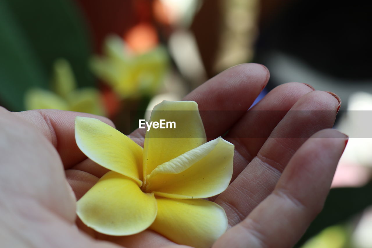 CLOSE-UP OF HAND HOLDING YELLOW FLOWERING PLANT