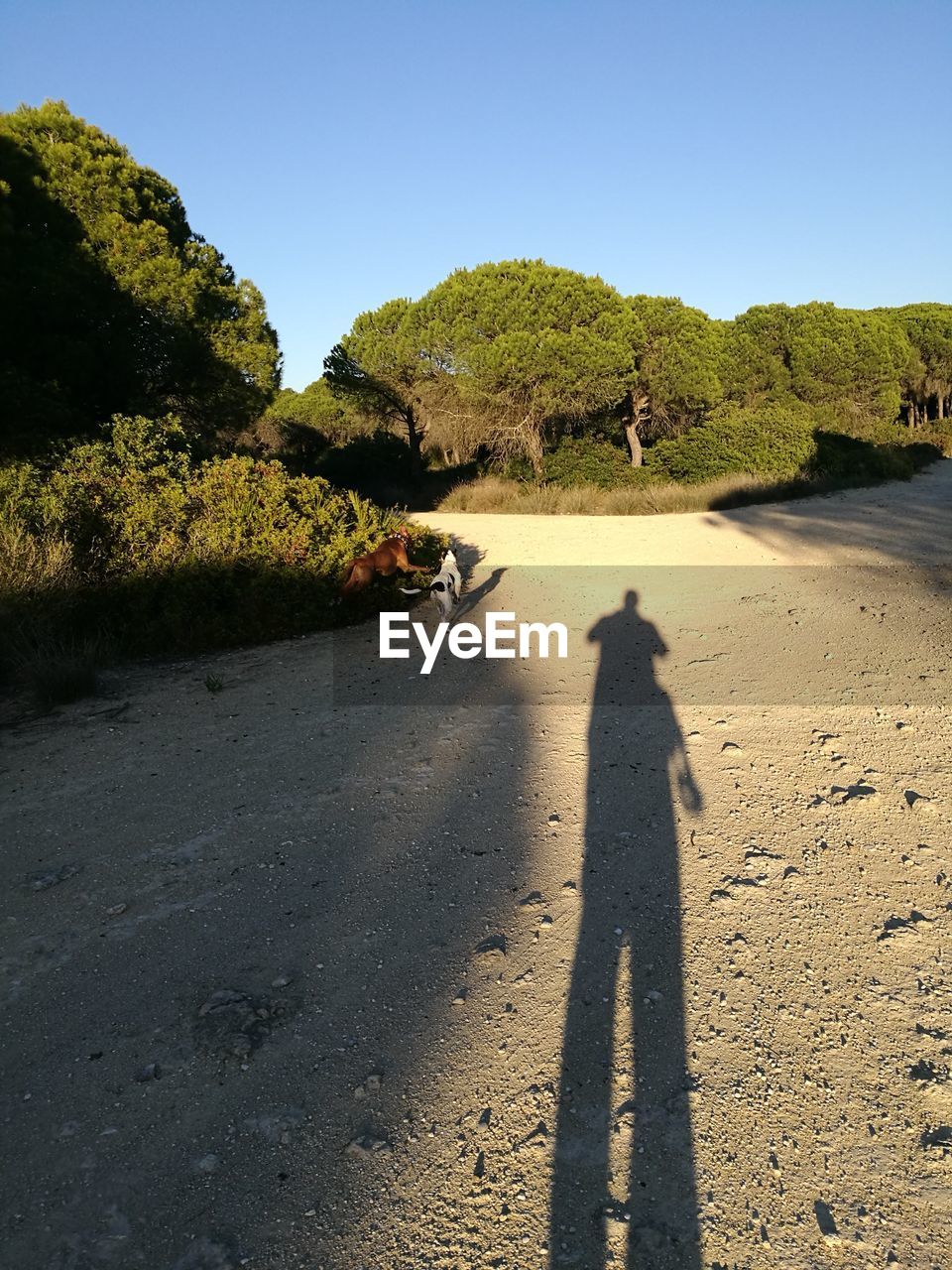 Shadow of man on dirt road against clear sky
