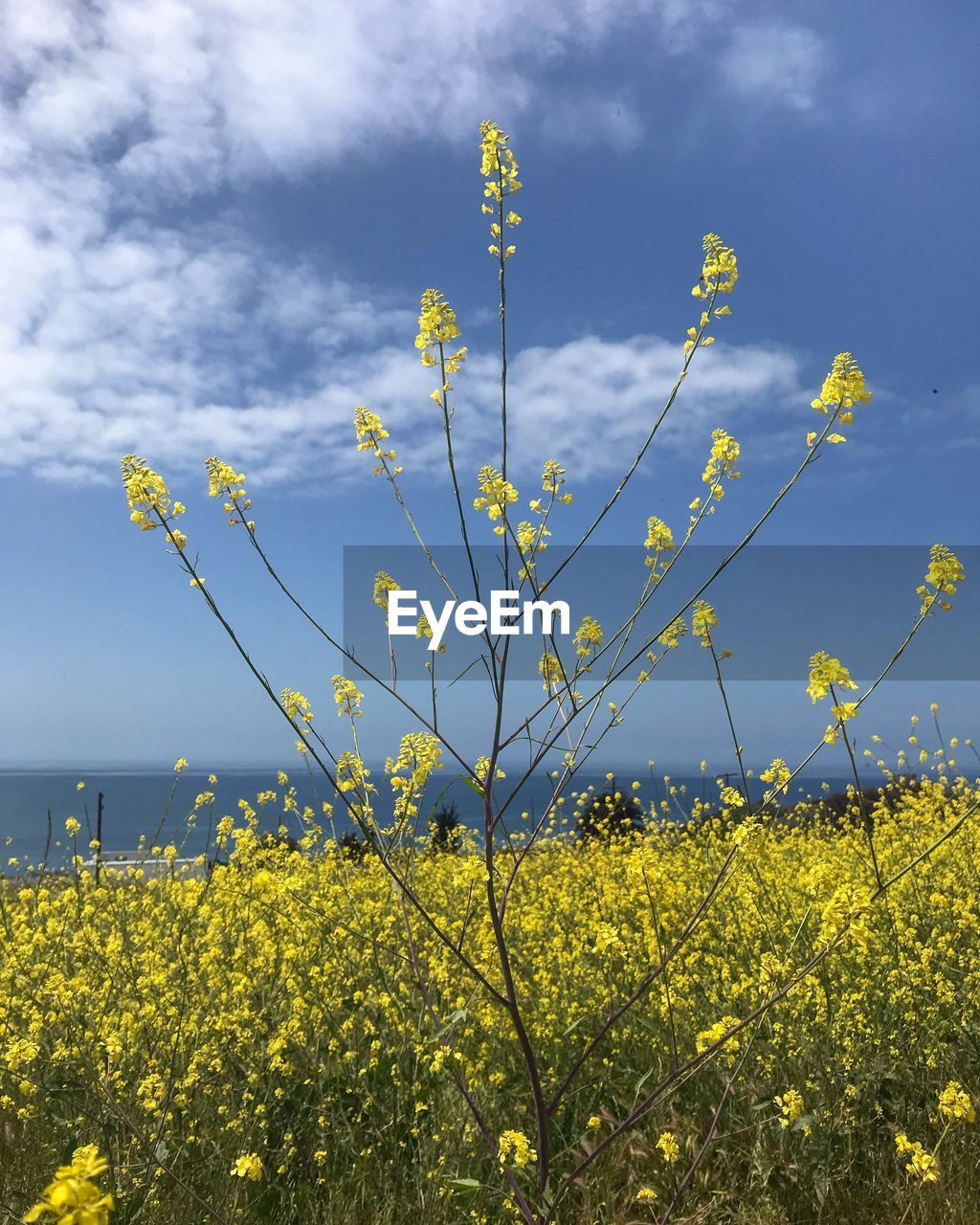 YELLOW FLOWERS GROWING ON FIELD