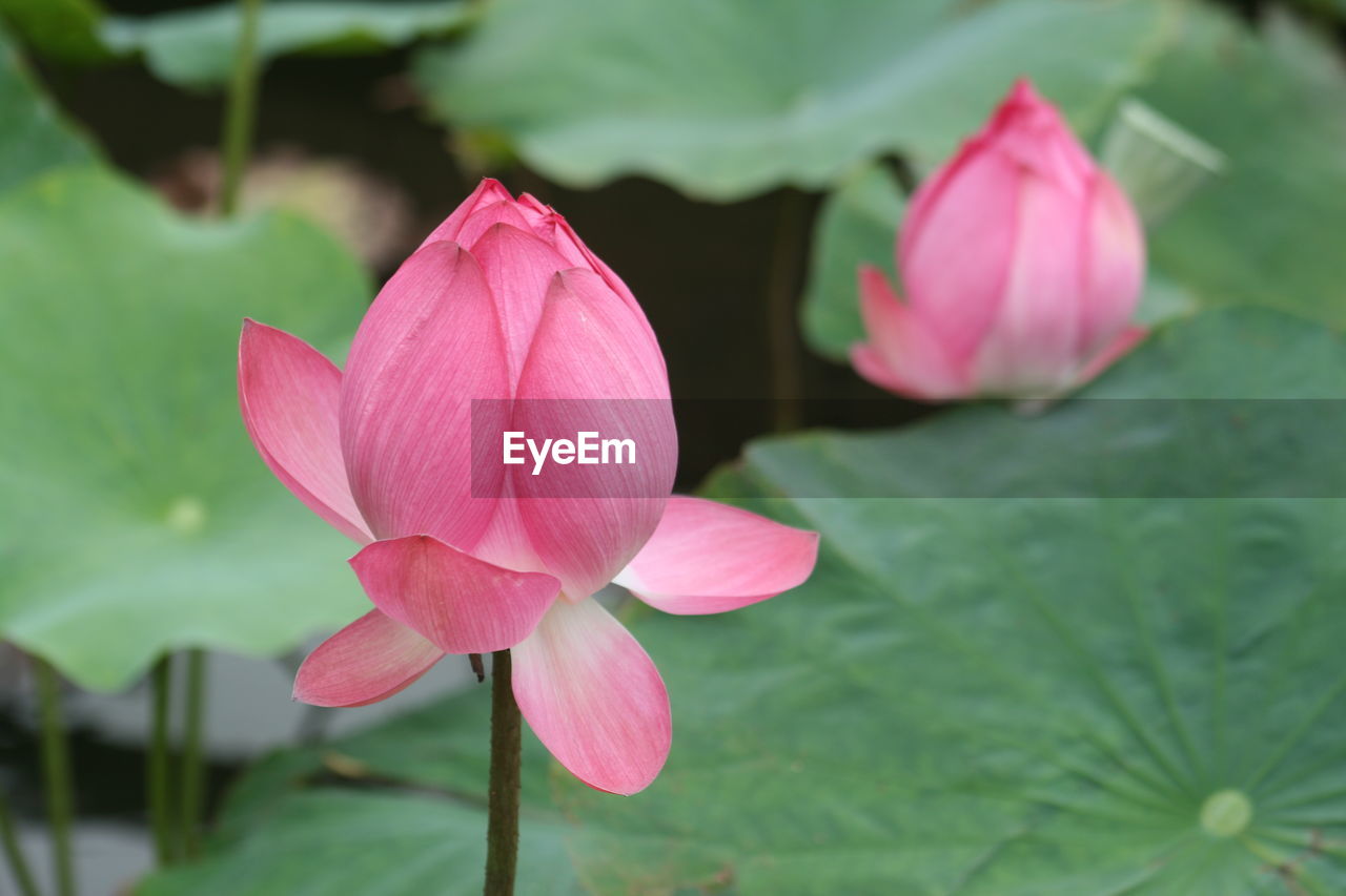 Close-up of pink lotus water lily