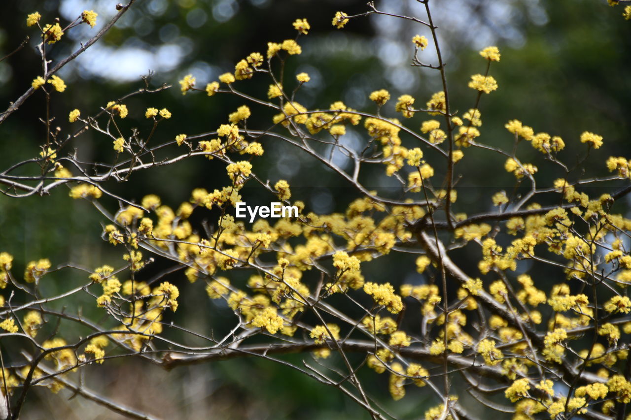 plant, tree, branch, sunlight, yellow, nature, flower, leaf, beauty in nature, blossom, growth, produce, no people, autumn, focus on foreground, freshness, flowering plant, outdoors, plant part, day, food and drink, food, fruit, close-up, spring, springtime, shrub, tranquility, fragility, twig, land