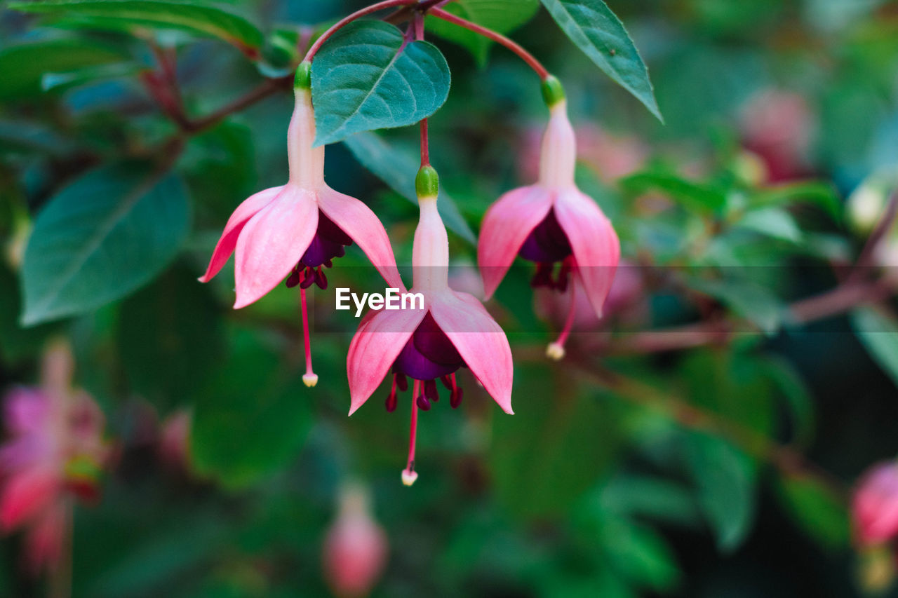 plant, flower, flowering plant, fuchsia, beauty in nature, pink, leaf, nature, plant part, freshness, close-up, shrub, growth, petal, magenta, no people, outdoors, fragility, focus on foreground, tree, botany, flower head, inflorescence, green, macro photography, environment, multi colored, springtime, blossom