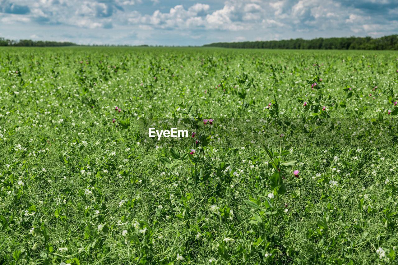 scenic view of field