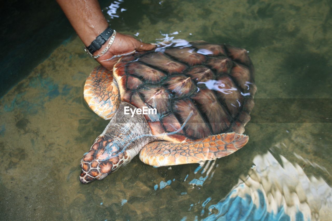 Cropped hand of man touching turtle in pond