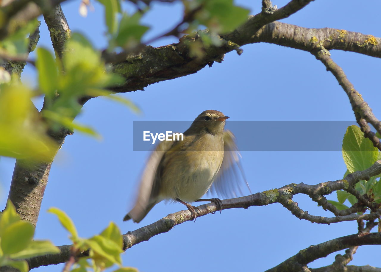 LOW ANGLE VIEW OF BIRD PERCHING ON BRANCH