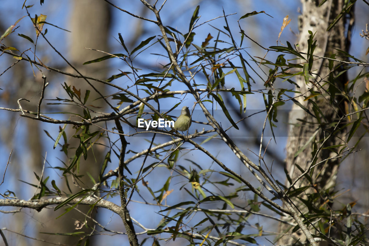 plant, branch, tree, twig, nature, spring, winter, no people, flower, leaf, outdoors, beauty in nature, sky, growth, food, focus on foreground, food and drink, day, sunlight, low angle view, grass, animal wildlife, bird, blossom, tranquility, animal themes, plant part, animal