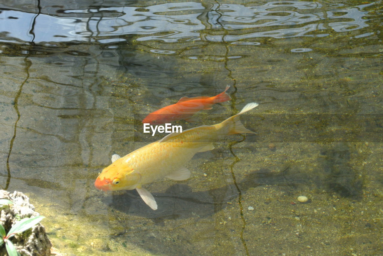 HIGH ANGLE VIEW OF FISH IN WATER