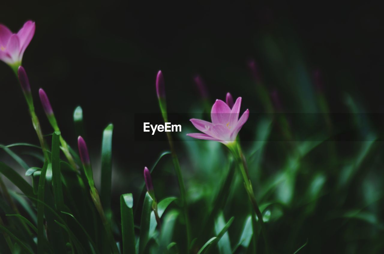 Close-up of purple crocus blooming on field