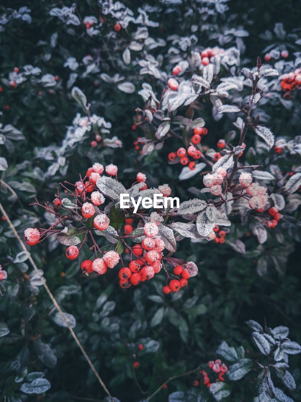 plant, growth, nature, beauty in nature, freshness, flower, tree, no people, flowering plant, red, day, branch, leaf, berry, fruit, outdoors, plant part, close-up, food and drink, fragility, healthy eating, food, shrub, focus on foreground, winter, produce, blossom