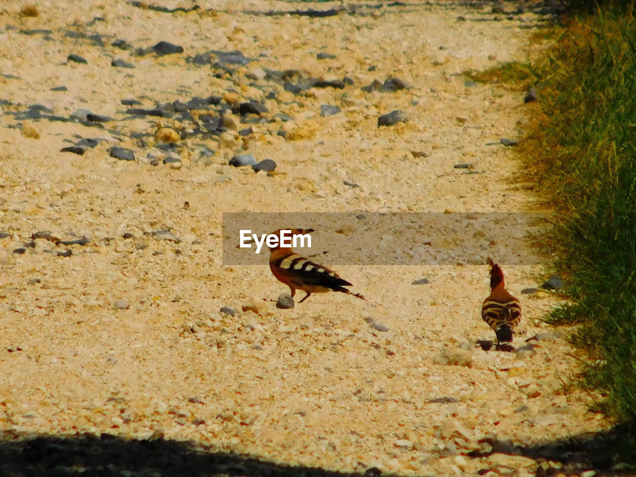 BIRD ON GROUND