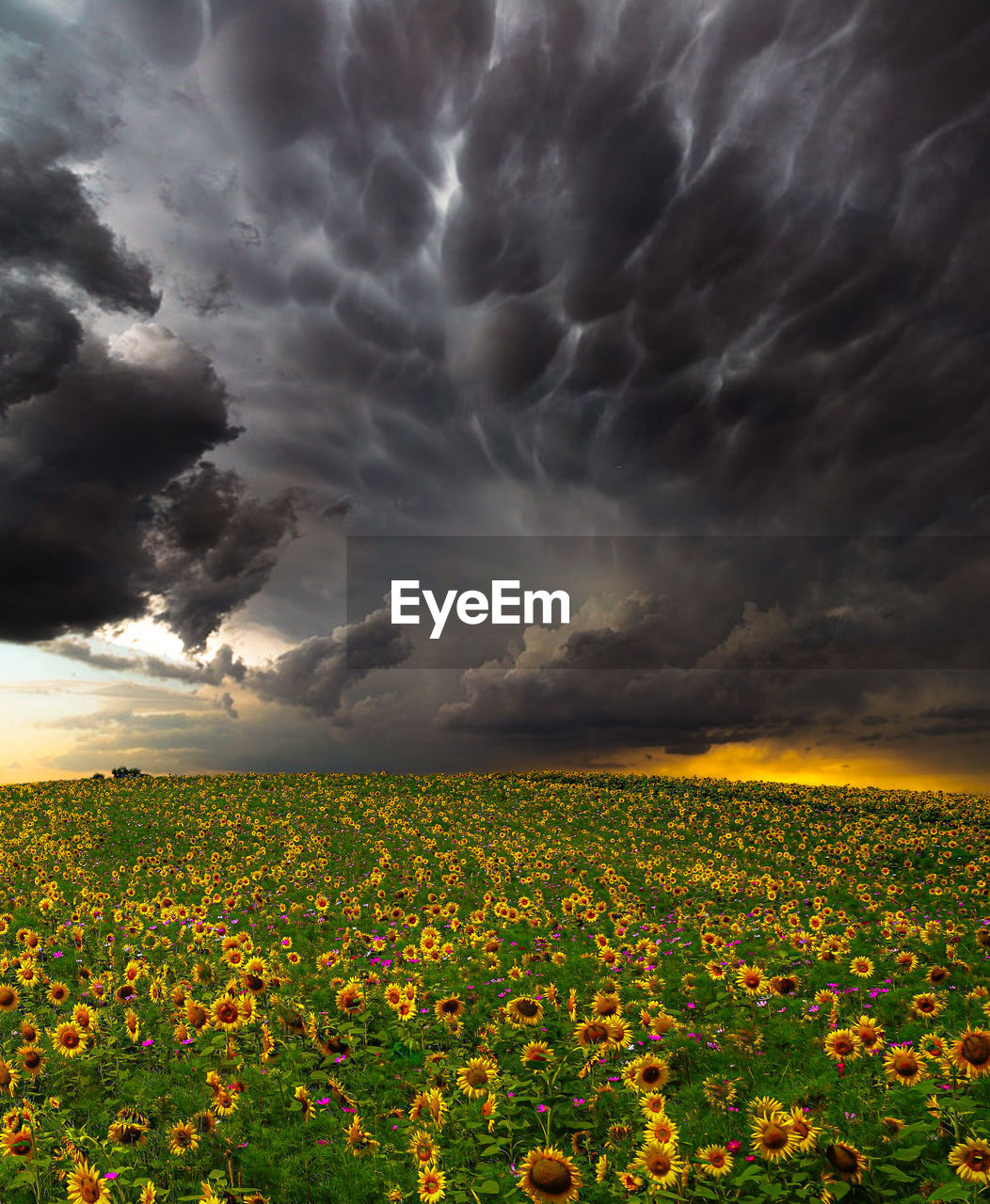 YELLOW FLOWERING PLANTS ON FIELD AGAINST STORM CLOUDS