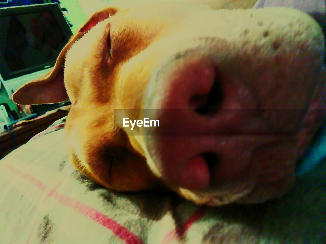 CLOSE-UP OF DOG SLEEPING