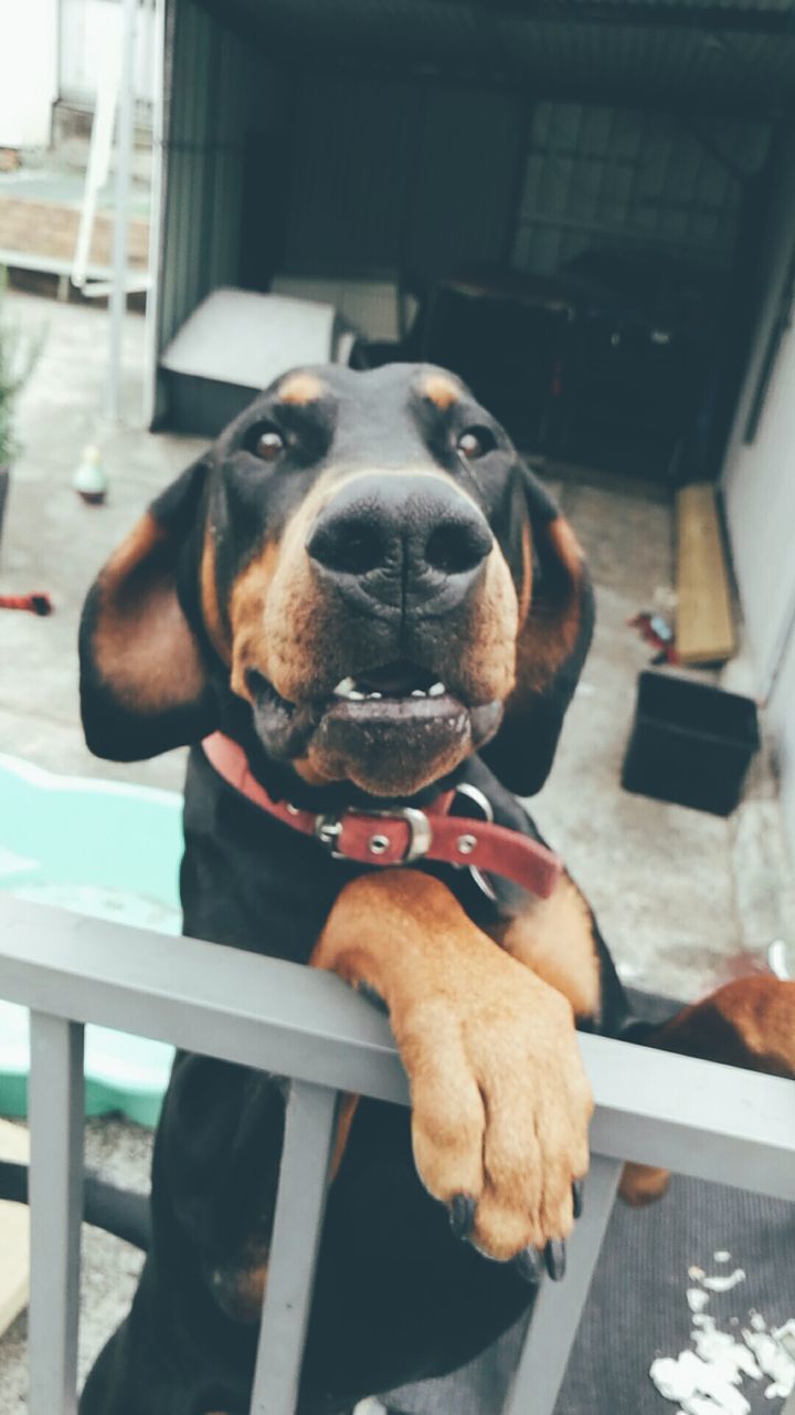 CLOSE-UP OF DOG WITH MOUTH OPEN