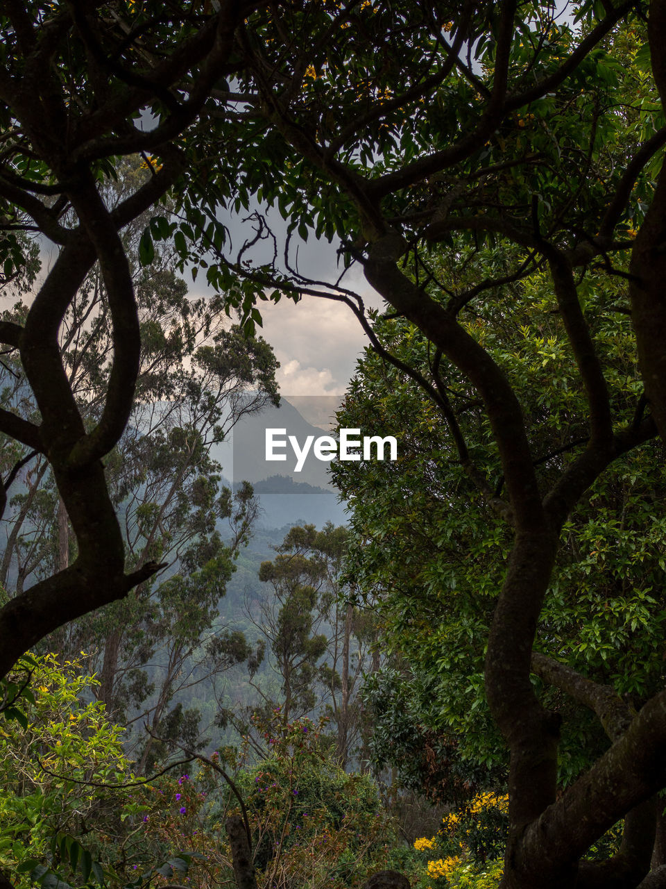 Trees growing in forest against sky