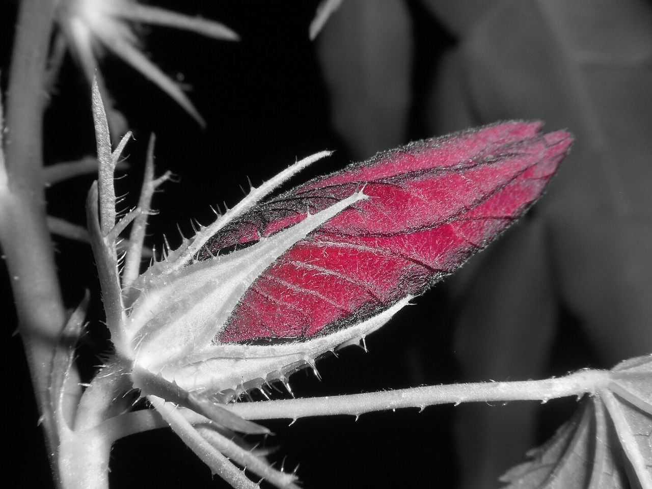 CLOSE-UP OF FRESH RED LEAF ON PLANT