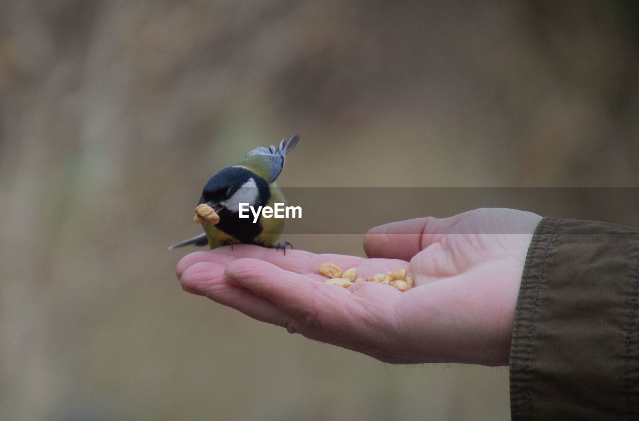 Close-up of hand holding bird