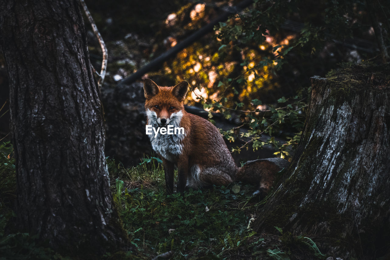 Portrait of fox on tree trunk in forest