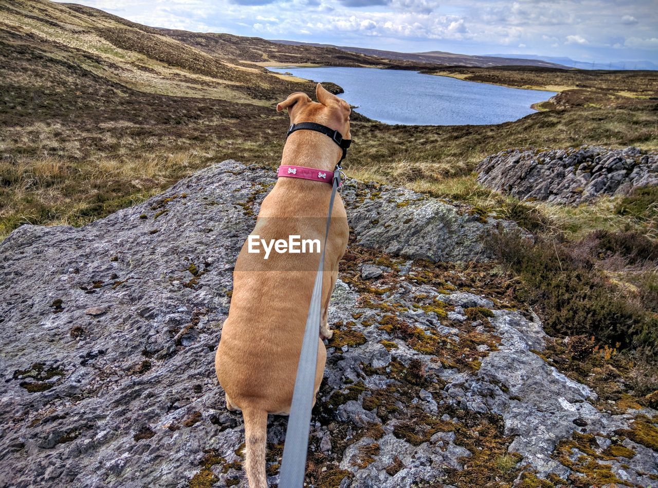 Dog sitting on mountain against sky