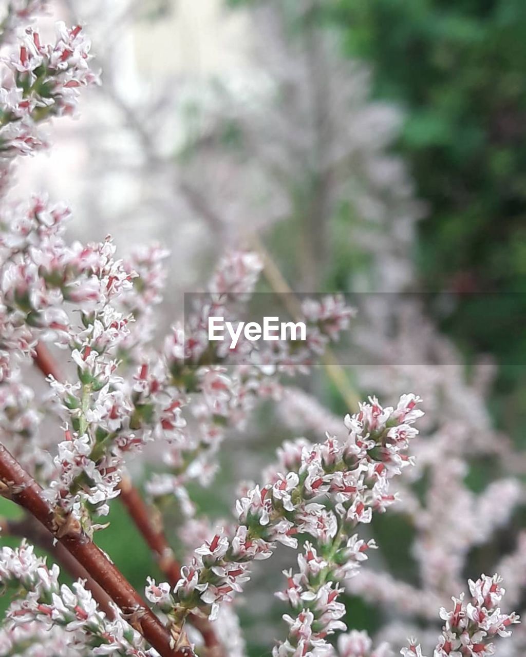 Close-up of pink cherry blossoms in spring