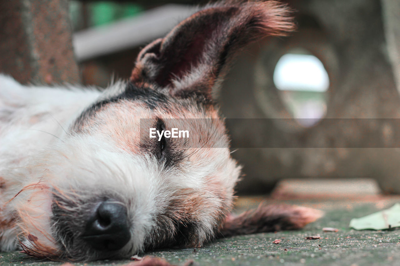 Close-up of dog sleeping on footpath