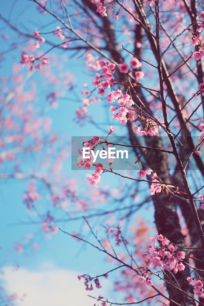 LOW ANGLE VIEW OF PINK FLOWER TREE AGAINST SKY