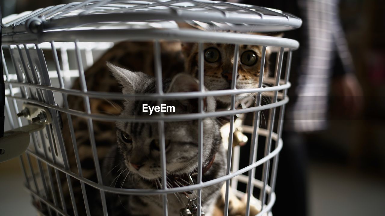 Close-up of cats in cage