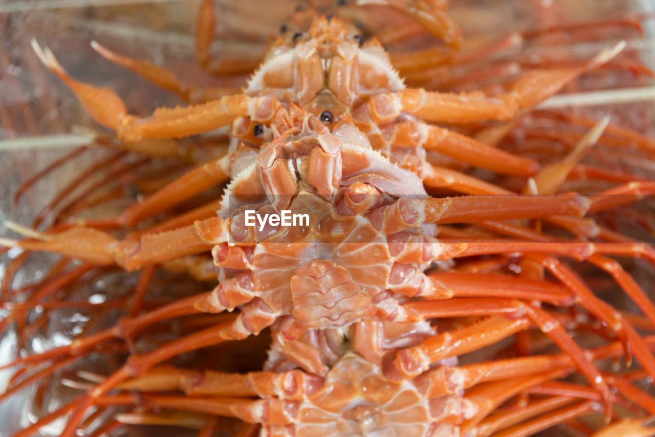 Close-up of dead crabs