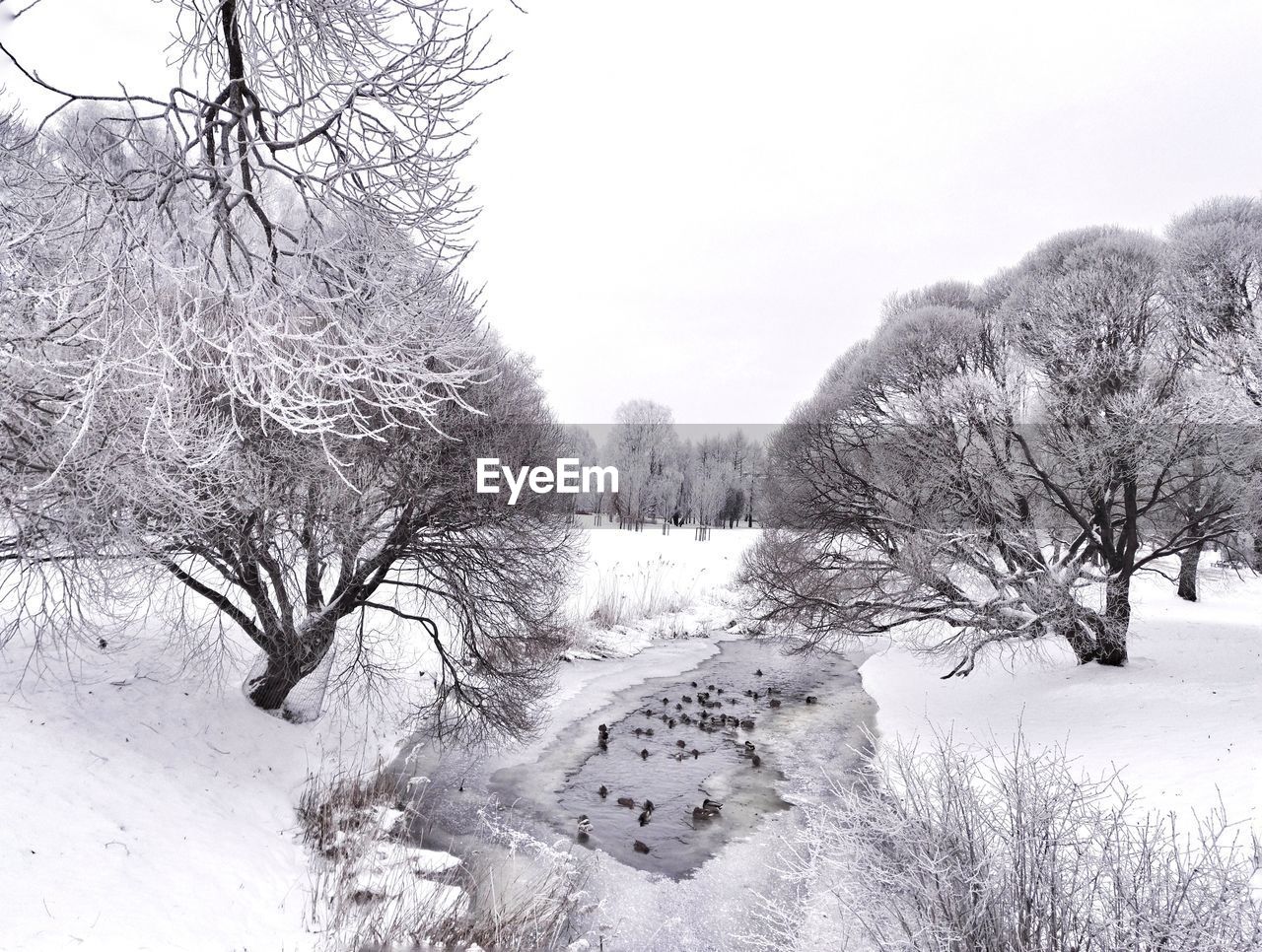 Close-up of snow on bare trees against clear sky