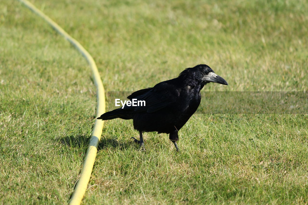 BLACK BIRD PERCHING ON A GRASS