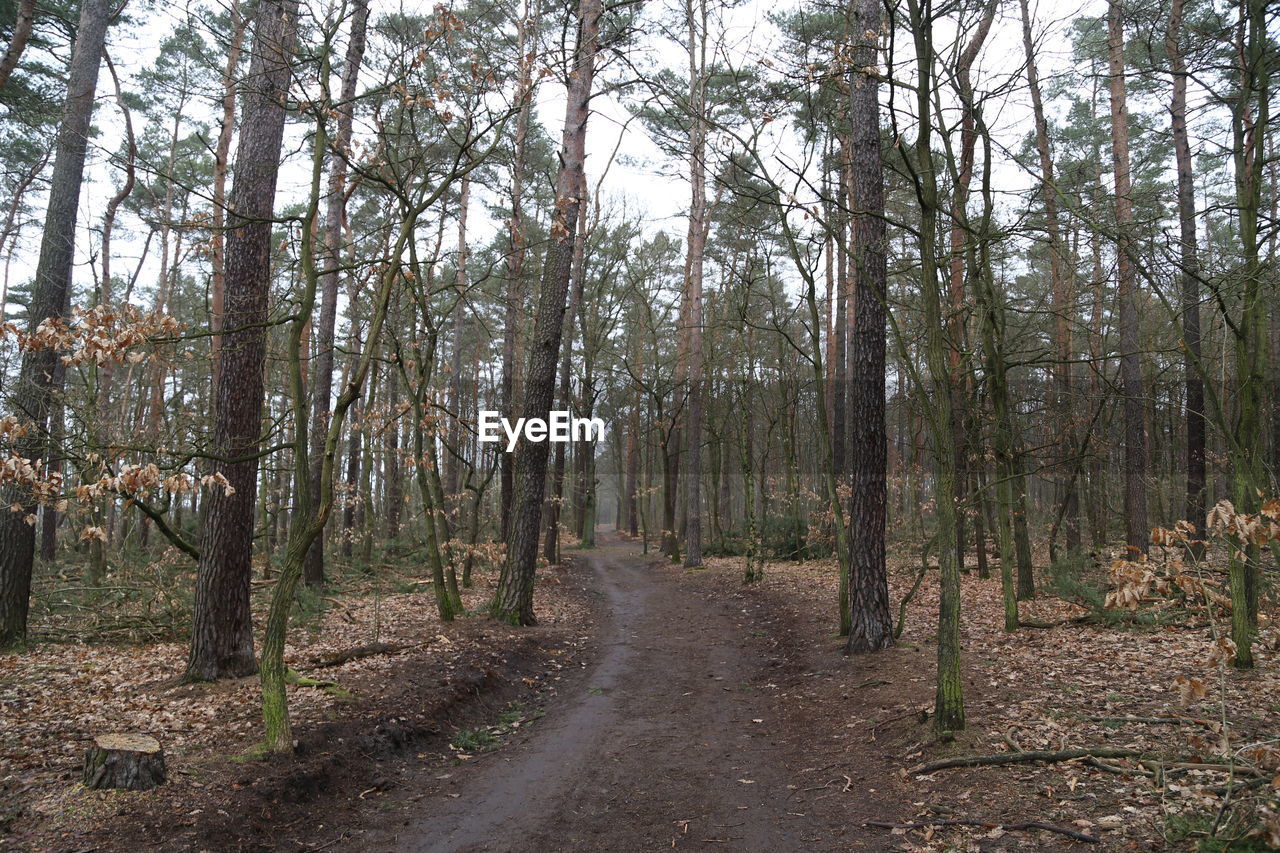 Dirt road passing through a forest