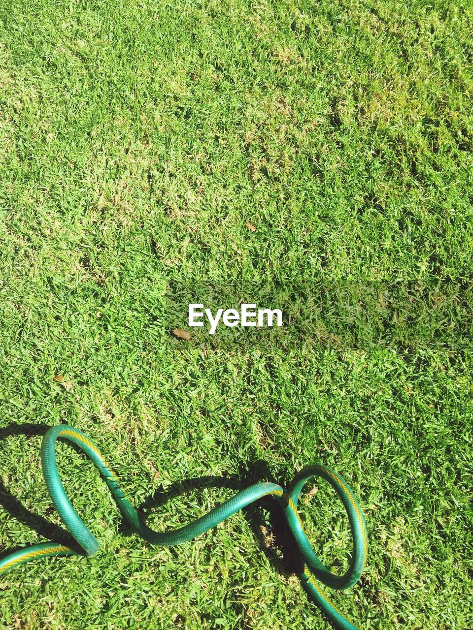 VIEW OF GRASS