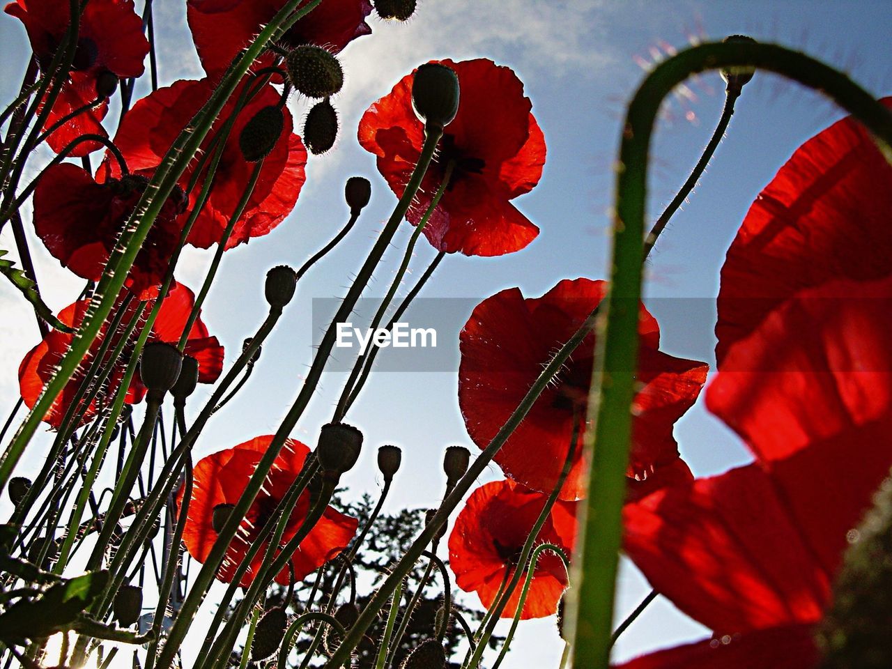 Low angle view of red poppy flowers