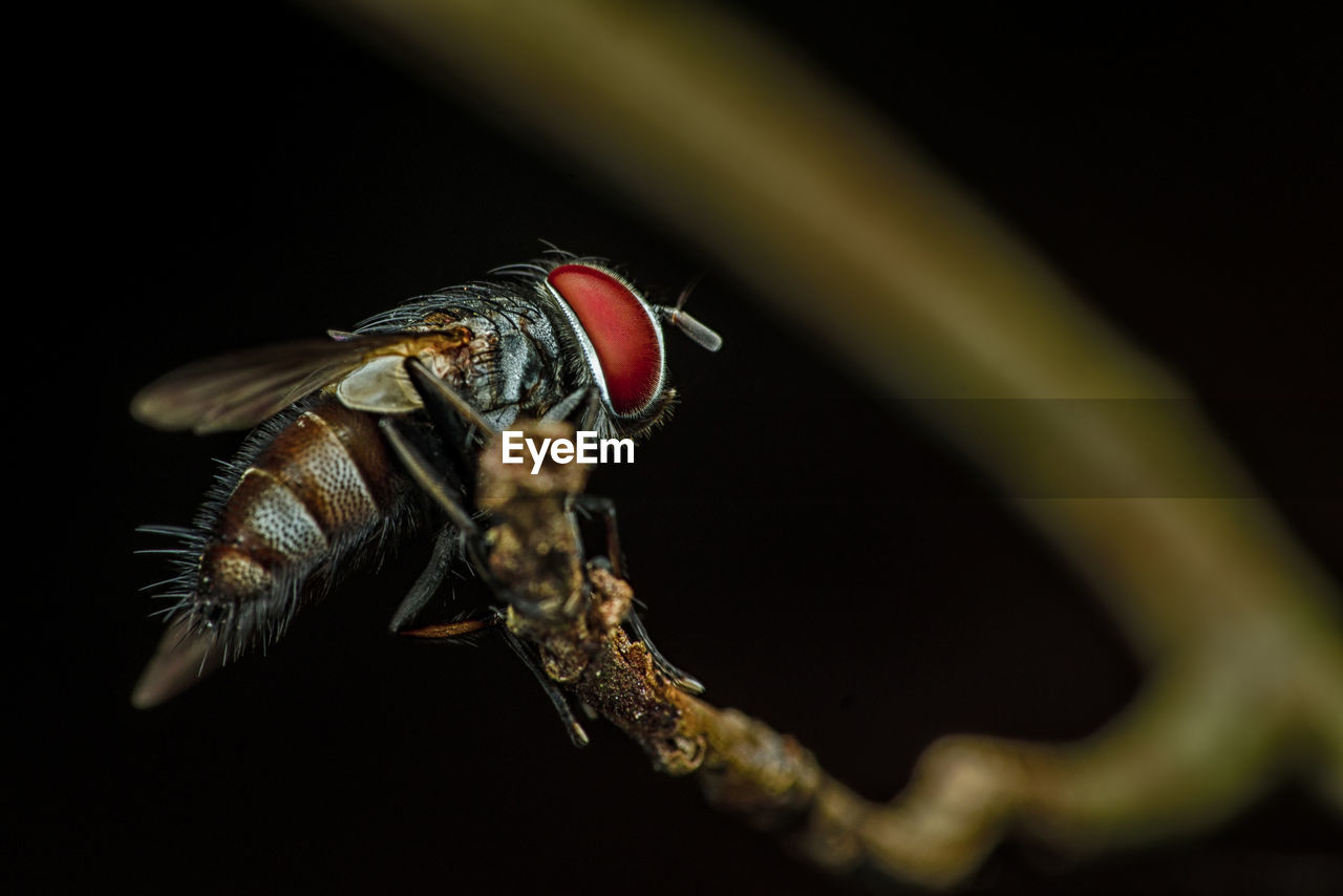 Close-up of fly on twig during night