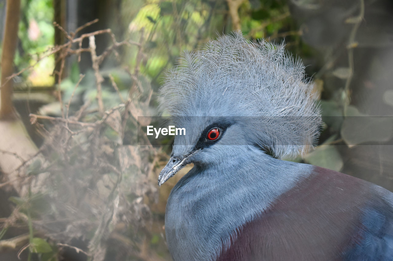 CLOSE-UP OF A BIRD