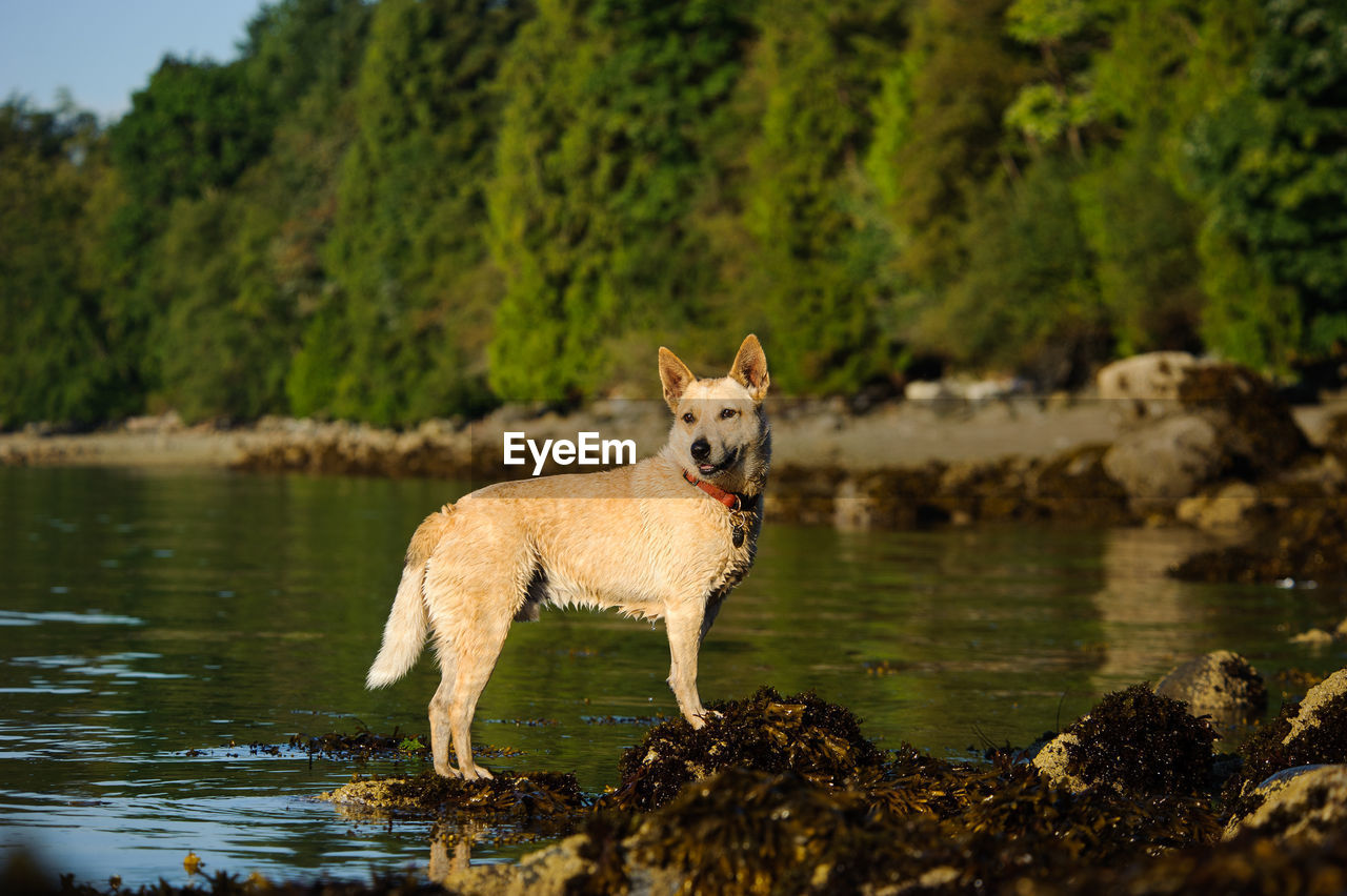 Portrait of dog on lakeshore