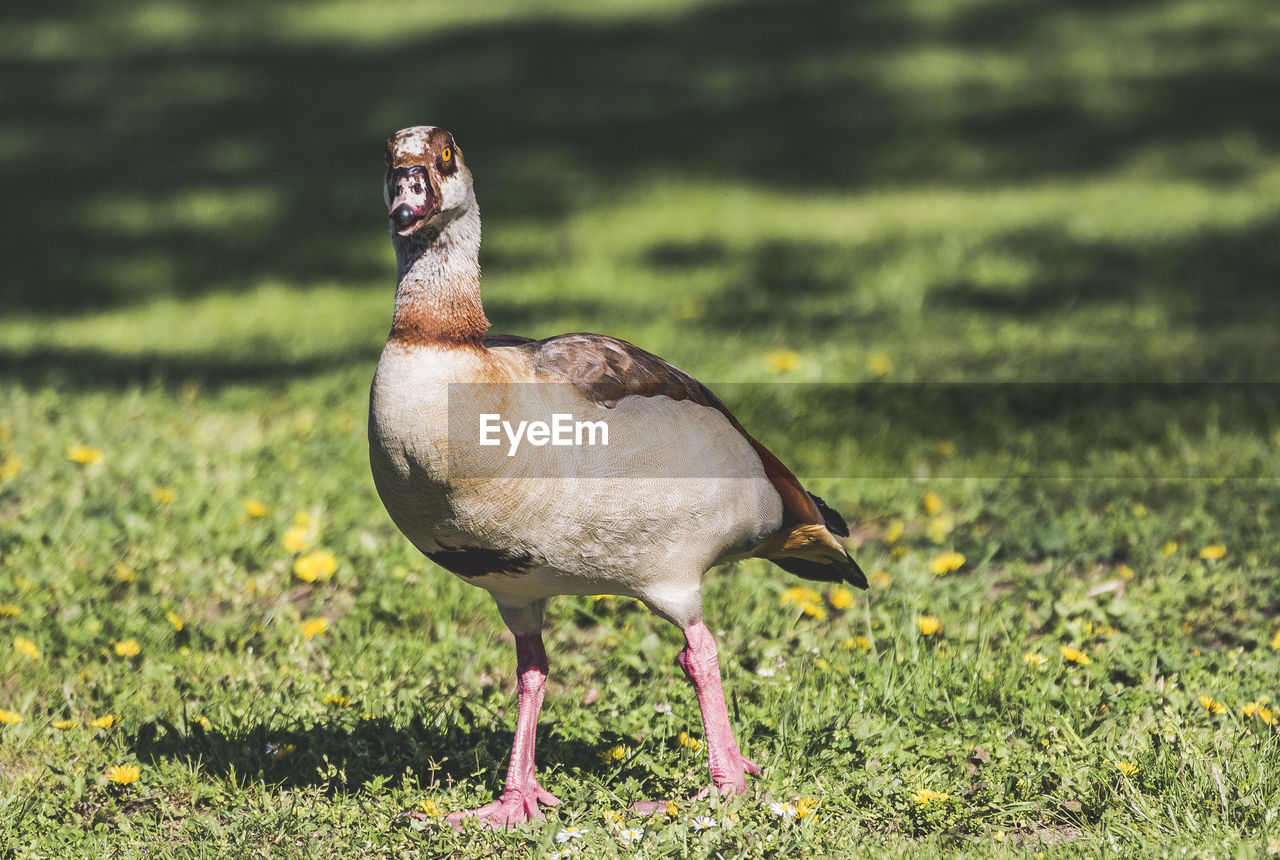 SIDE VIEW OF BIRD ON FIELD