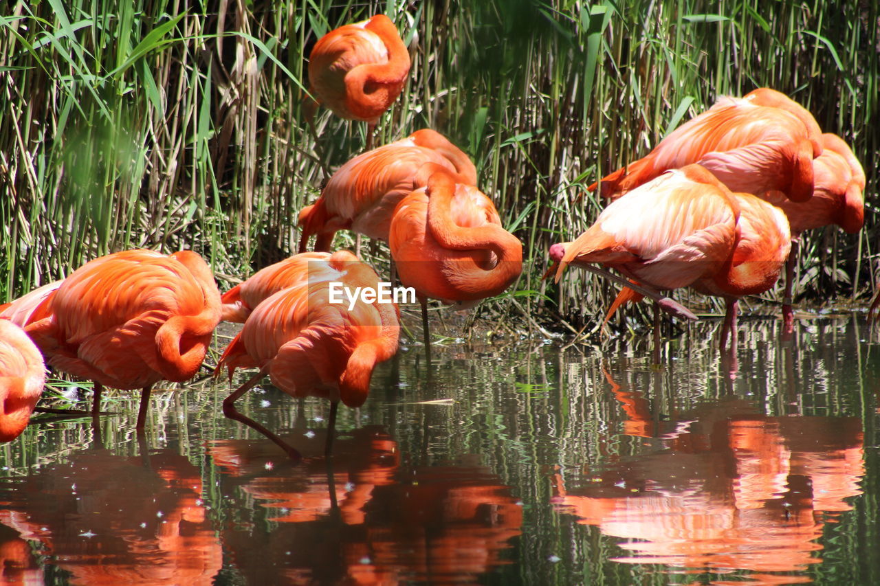 BIRDS IN LAKE