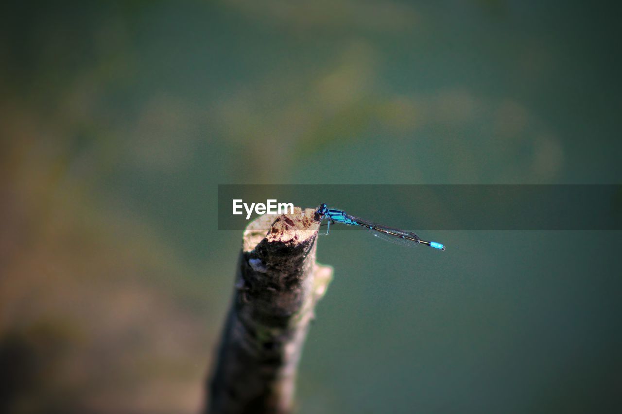 Close-up of damselfly perching on branch