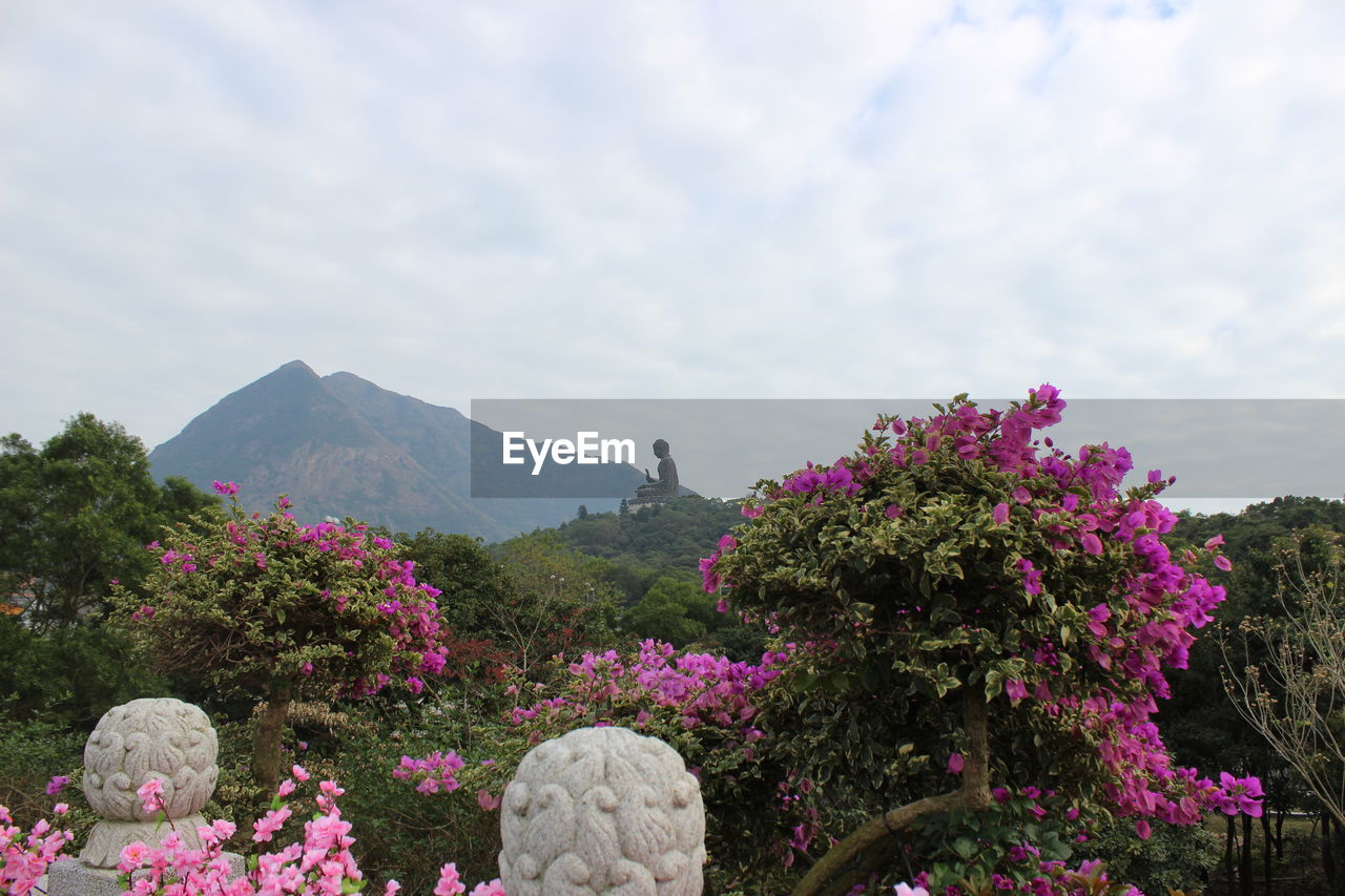 FLOWERS BLOOMING BY PLANTS AGAINST SKY