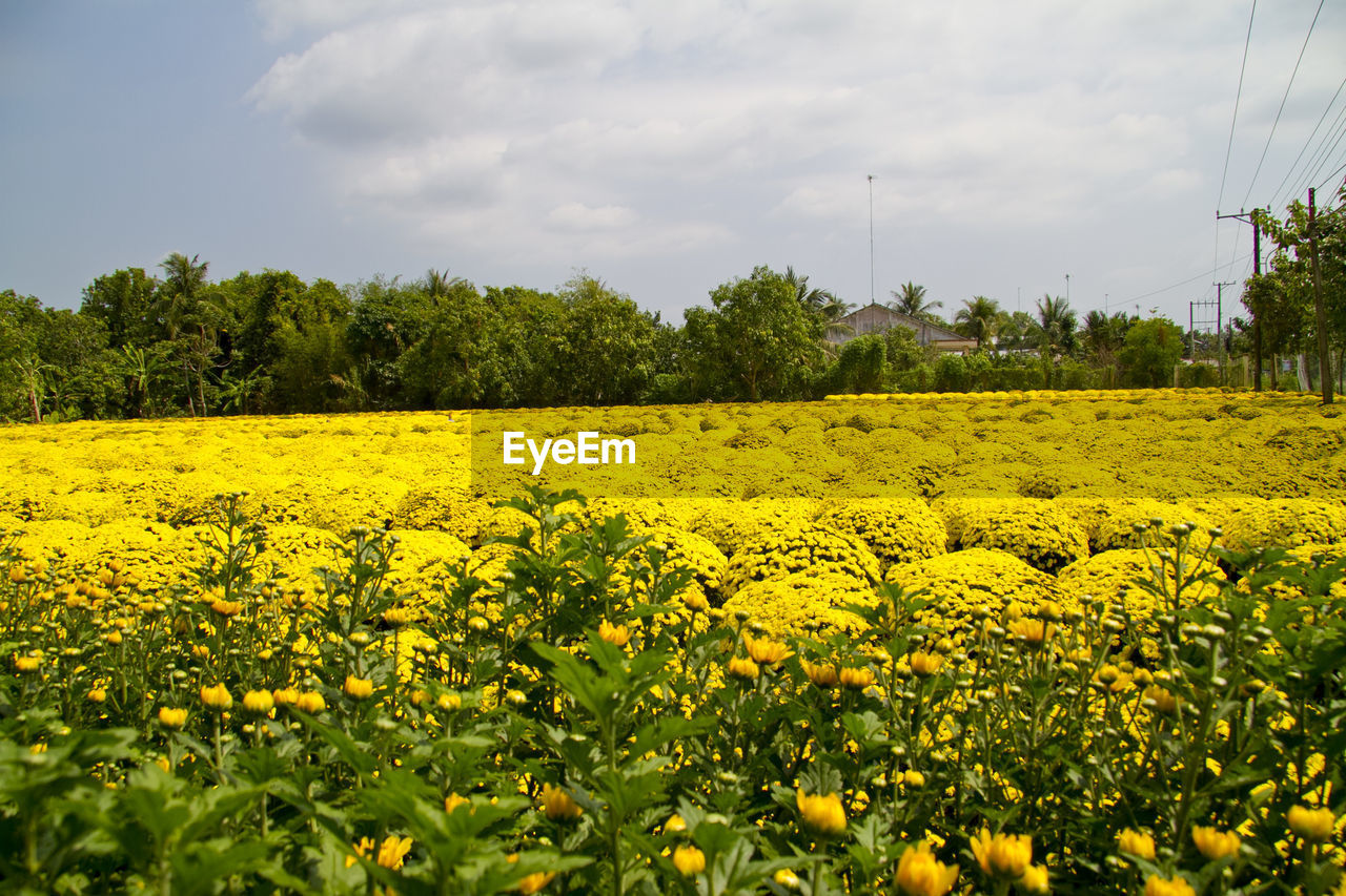 SCENIC VIEW OF OILSEED RAPE FIELD