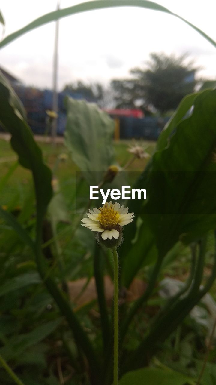 CLOSE-UP OF WHITE FLOWERING PLANT